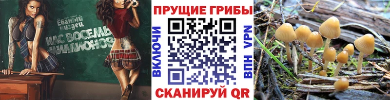наркотики  Абаза  Псилоцибиновые грибы Psilocybe 